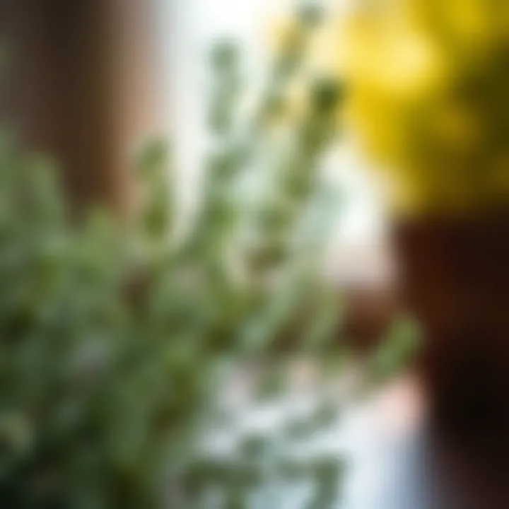 Magnificent Best Rosemary for Hair Growth