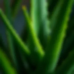 Close-up of fresh aloe vera leaves
