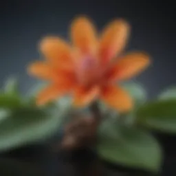 Clove flower extract - Natural hair conditioner