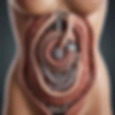 Illustration of Digestive System Mechanism Digestive System Mechanism