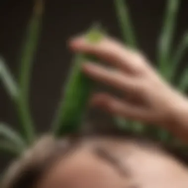 Application of aloe vera on scalp