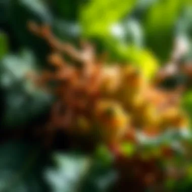 Greens showcasing leafy vegetables beneficial for hair health