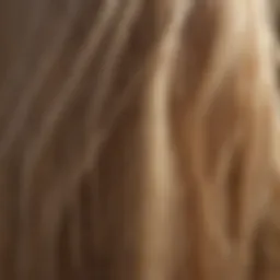 Diagram showing the structure of fine hair