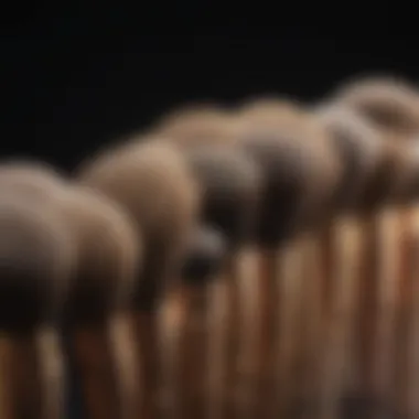 Exquisite Contour Brush Set High-quality contour brush set showcased elegantly