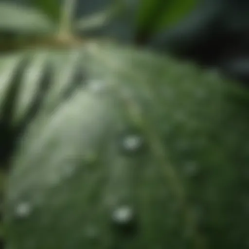 Close-up of Pitera Water droplets on a fresh leaf