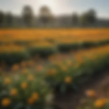 A field of blooming turmeric plants