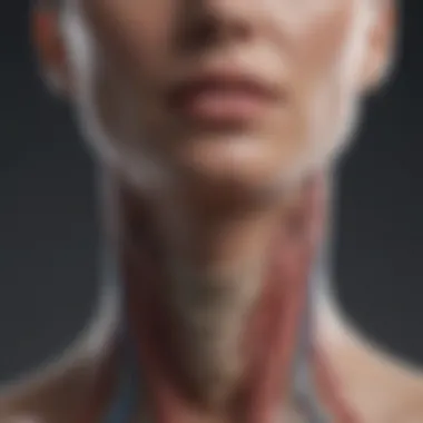 Neck Anatomy Overview Anatomical diagram illustrating neck structure